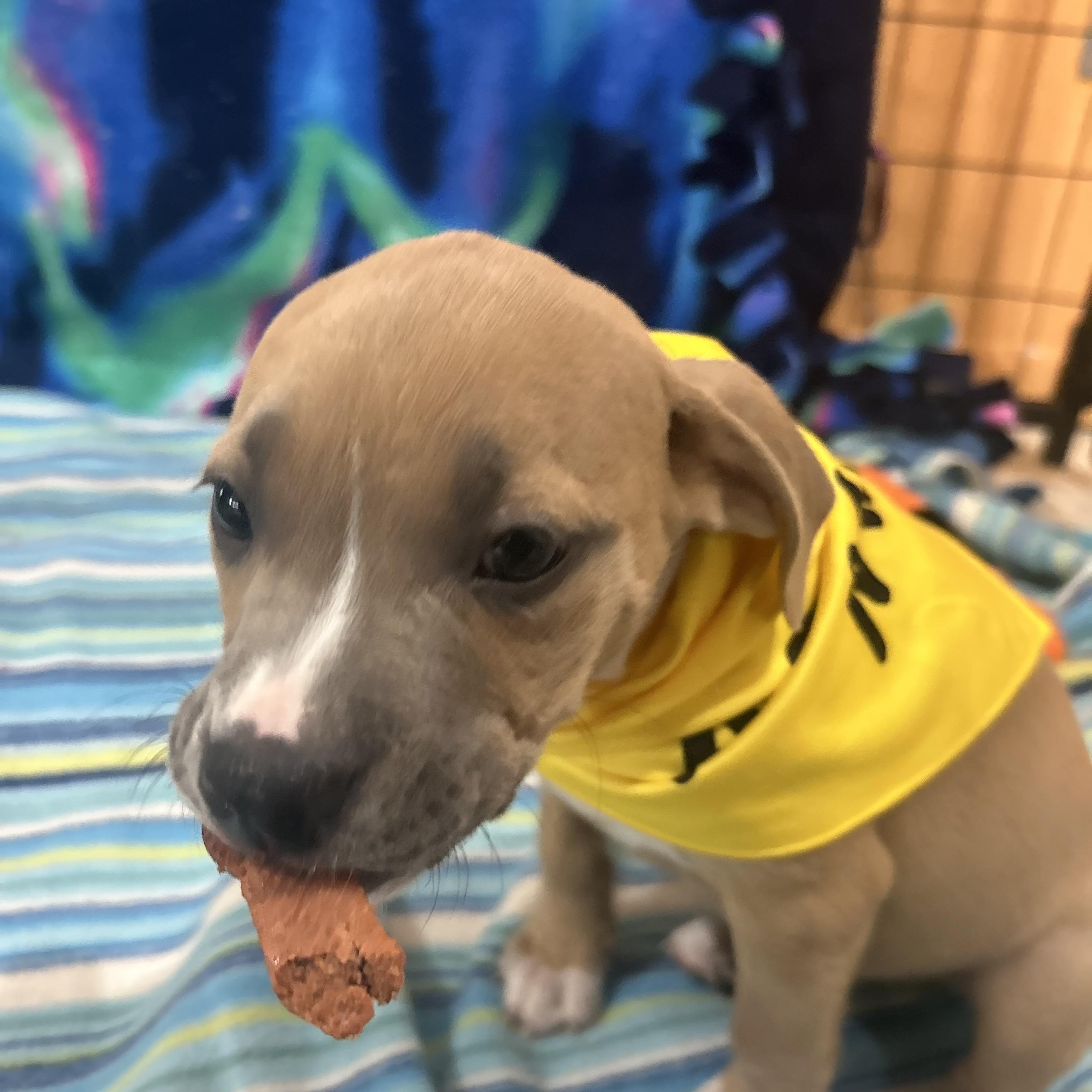 Enlarge Scooby, an adopted mixed breed in Madison Heights, MI image 3/4