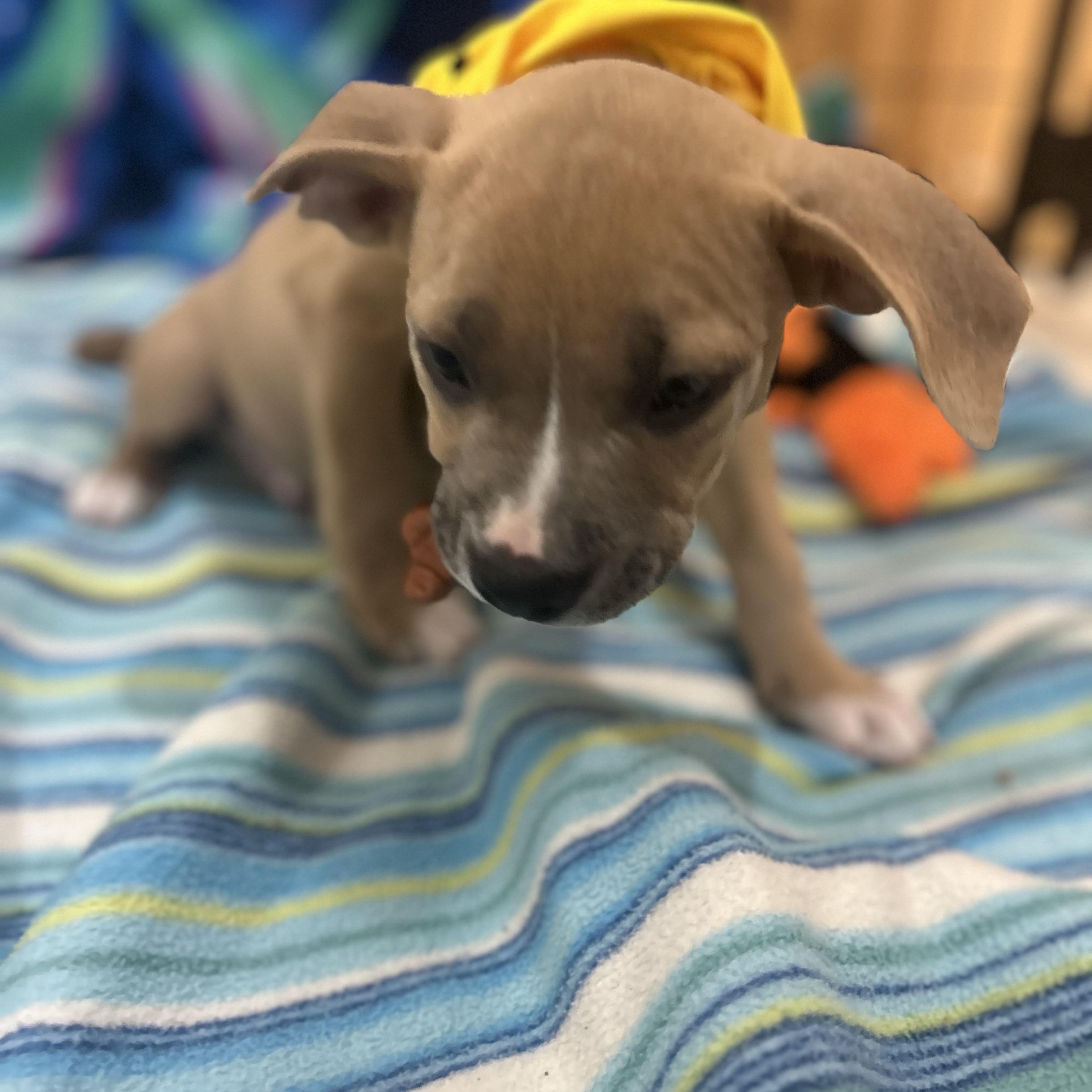 Enlarge Scooby, an adopted mixed breed in Madison Heights, MI image 4/4