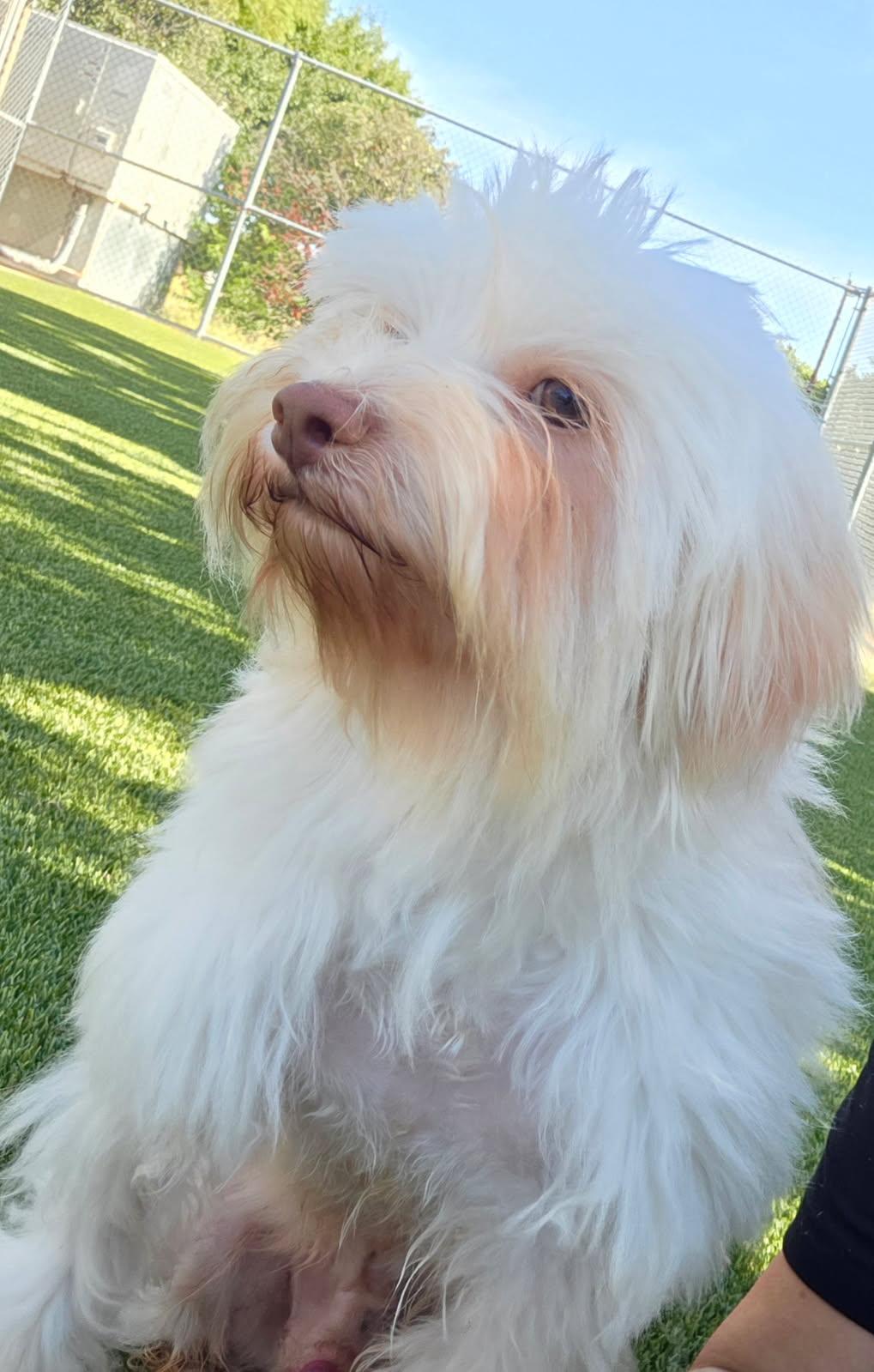 CARLOS, adopted, Adult Male Maltese.