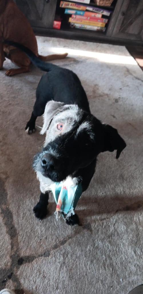 Enlarge Jasmine **COURTESY LISTING**, a Adoptable mixed breed in Peru, NY image 2/3