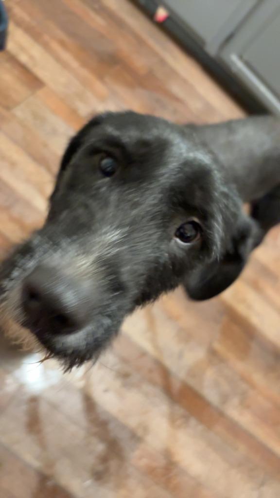 Enlarge Jasmine **COURTESY LISTING**, a Adoptable mixed breed in Peru, NY image 3/3