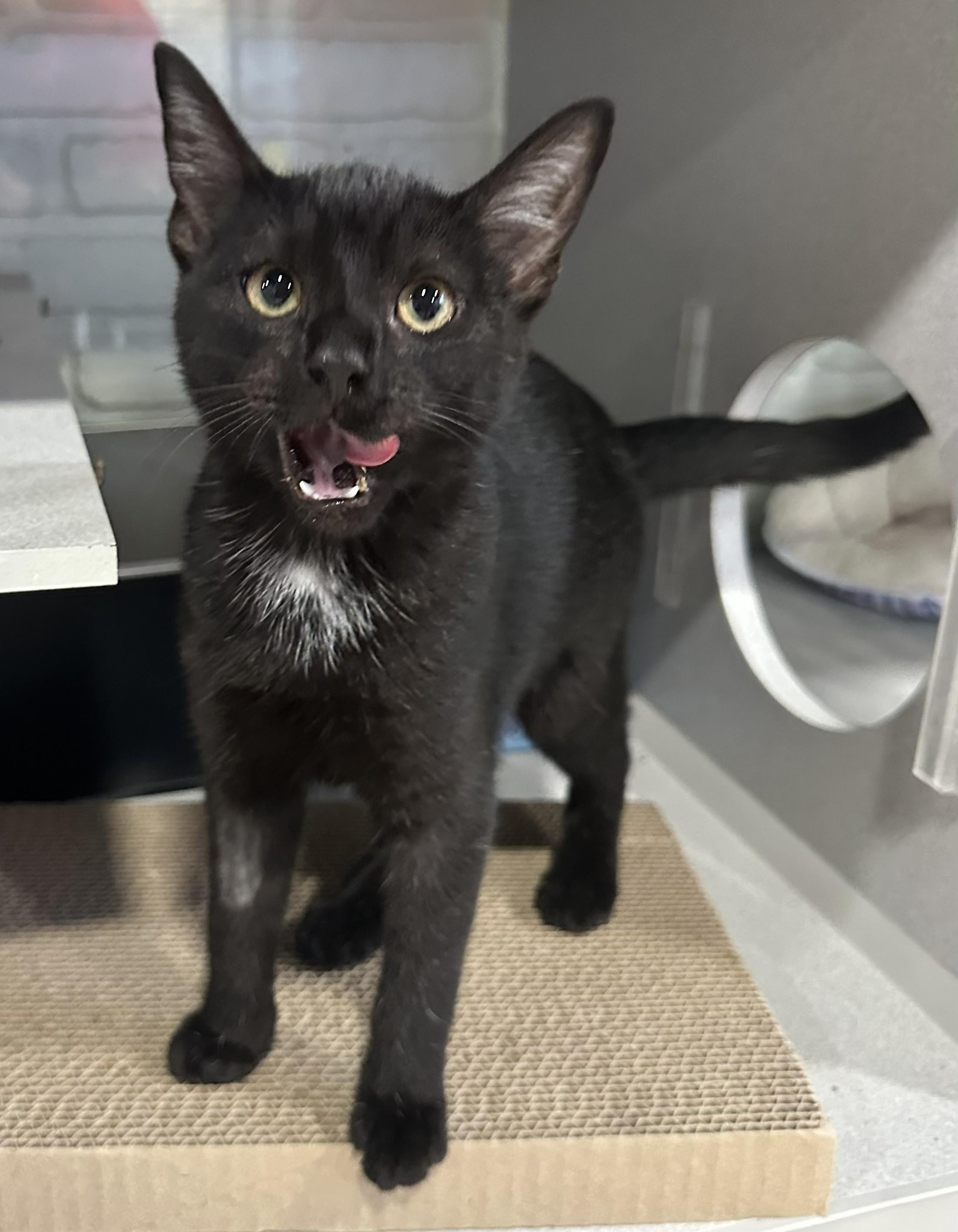 Taryn, Adoptable, Young Female Domestic Short Hair.