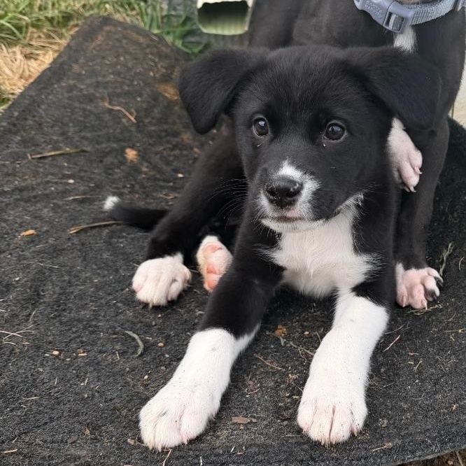 Rory, a Adoptable mixed breed in Colonial Heights, VA image 1/2