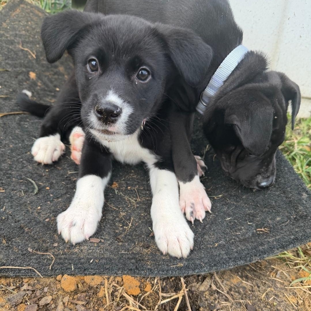 Rory, a Adoptable mixed breed in Colonial Heights, VA image 2/2