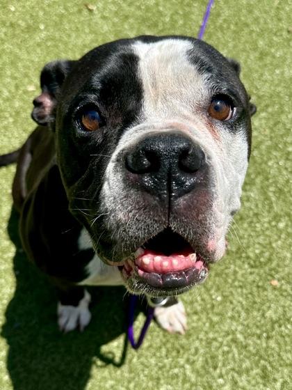 Butter, Adoptable, Adult Male Mixed Breed & Mixed Breed.