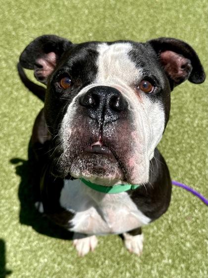 Butter, a Adoptable mixed breed in Wichita, KS image 3/3