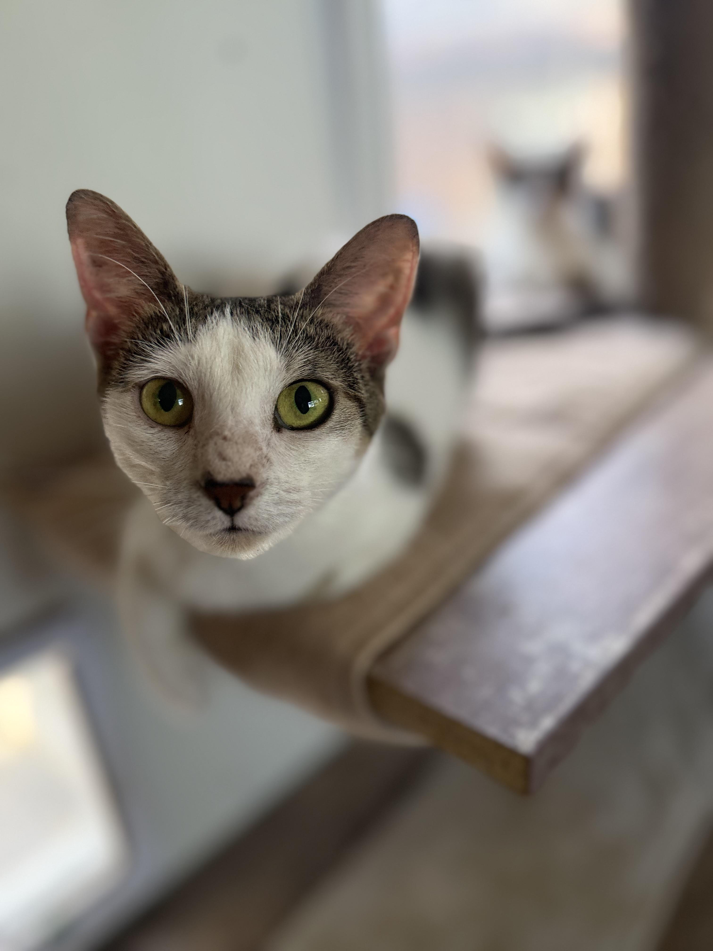 Stella, a ADOPTABLE Domestic Short Hair in Royalton, IL image 3/3