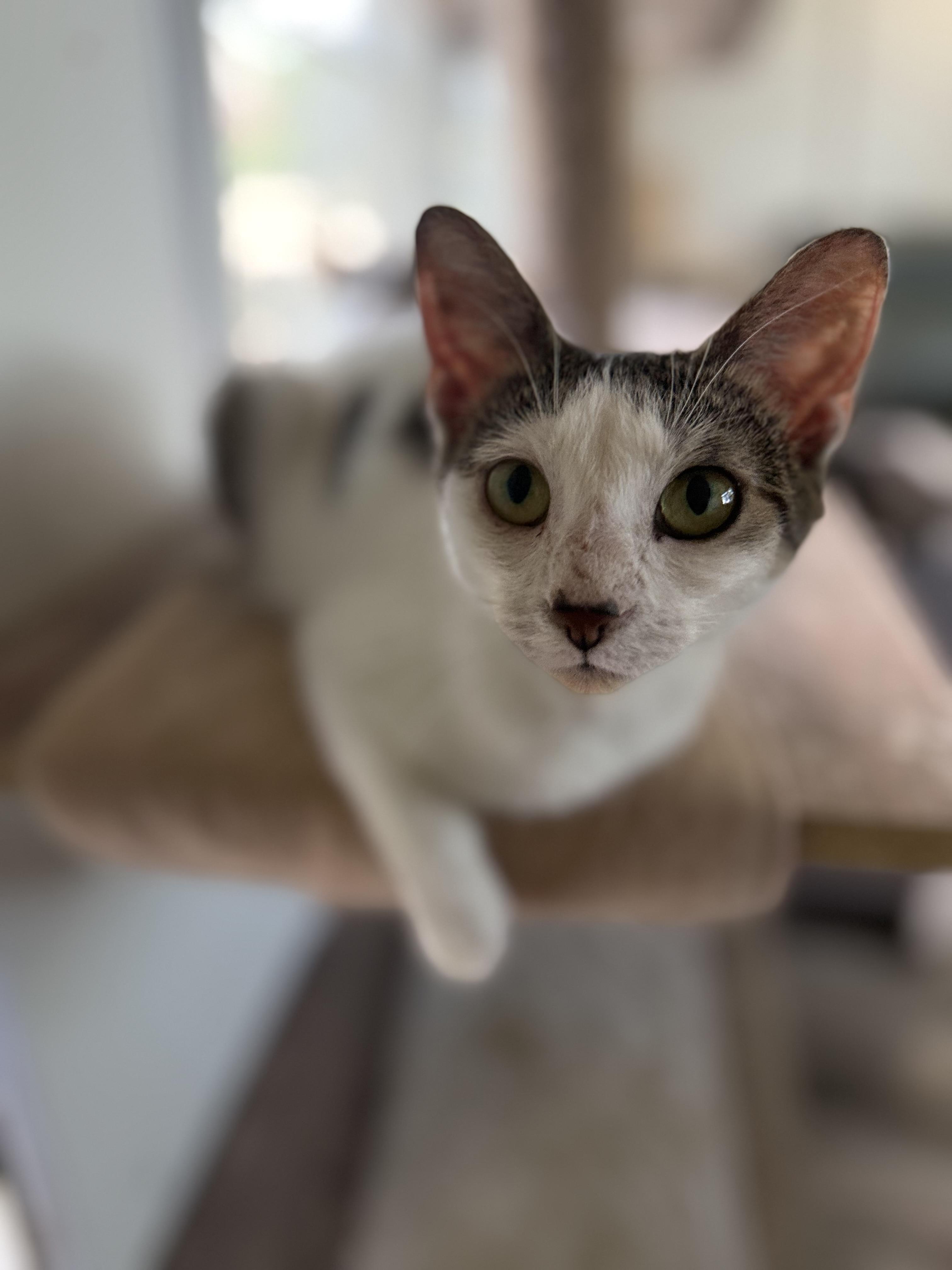 Stella, a ADOPTABLE Domestic Short Hair in Royalton, IL image 1/3