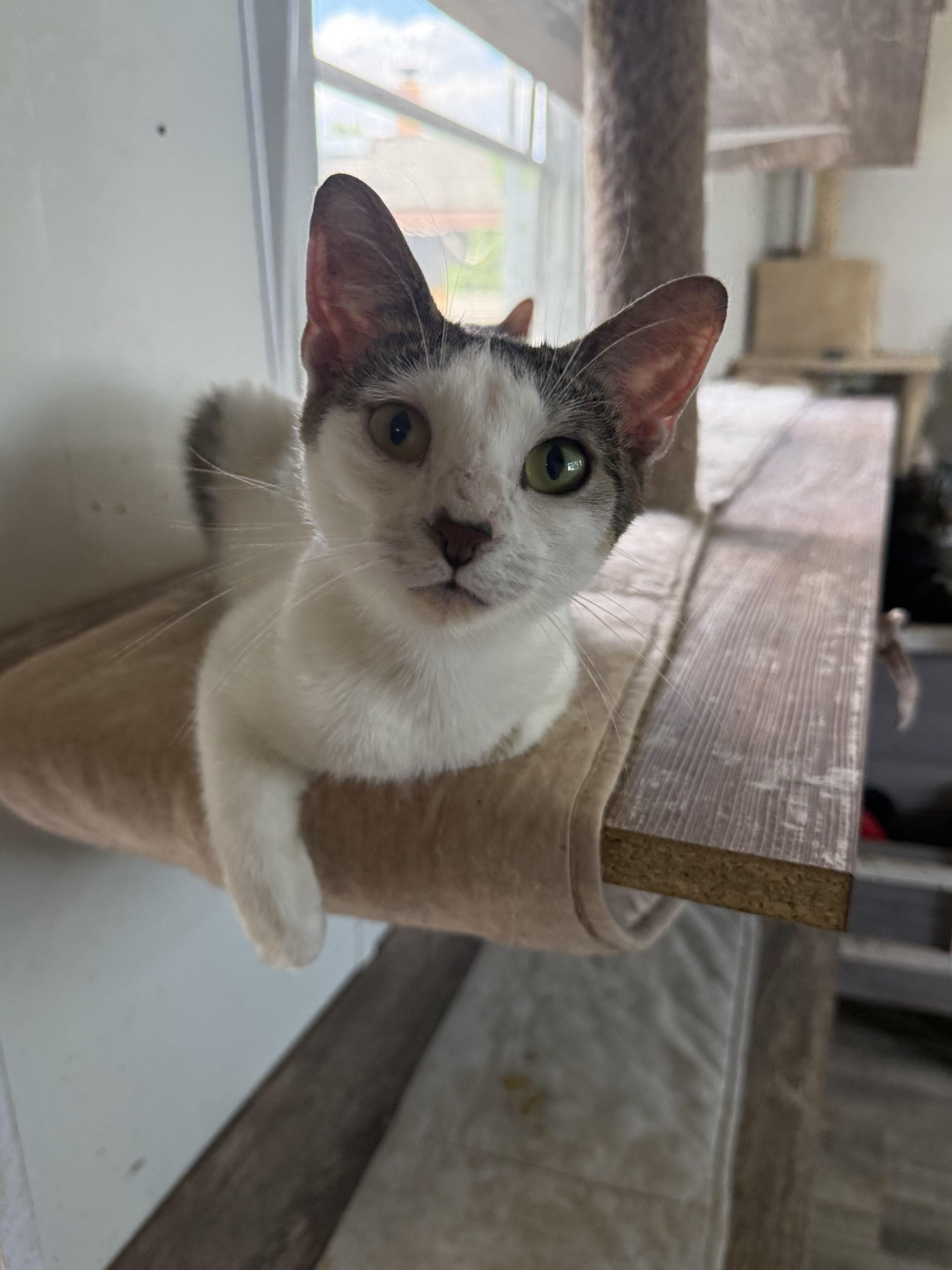 Stella, a ADOPTABLE Domestic Short Hair in Royalton, IL image 2/3