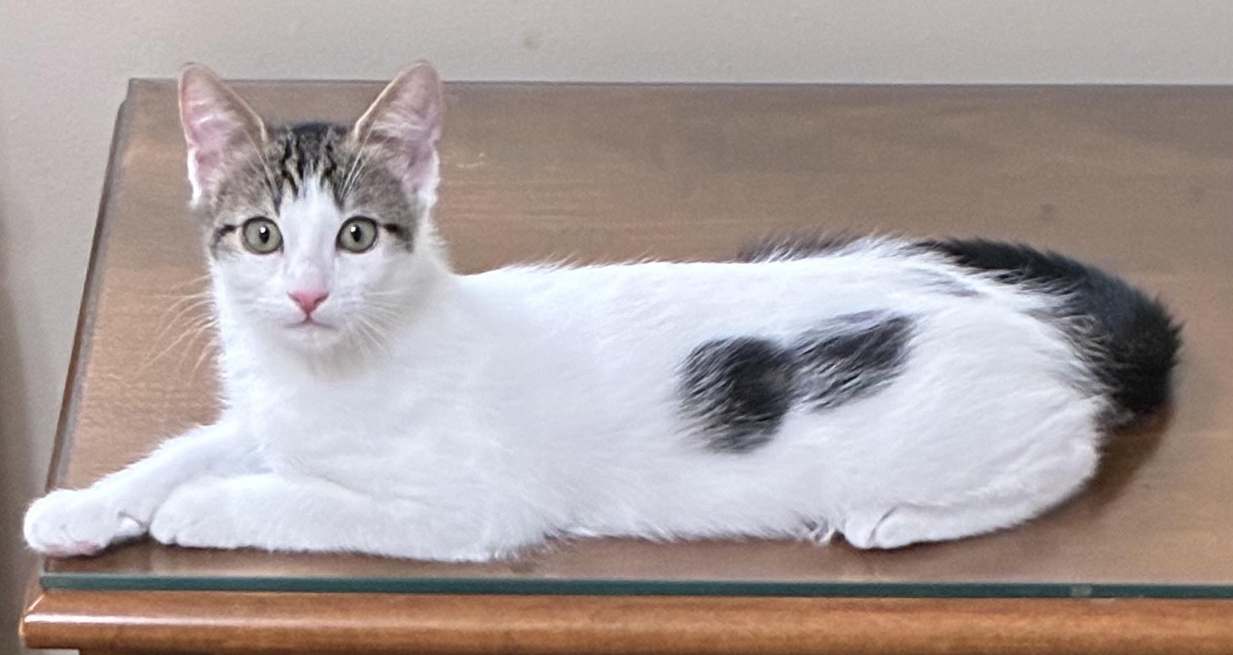 Cookie, Adoptable, Young Female Domestic Short Hair.