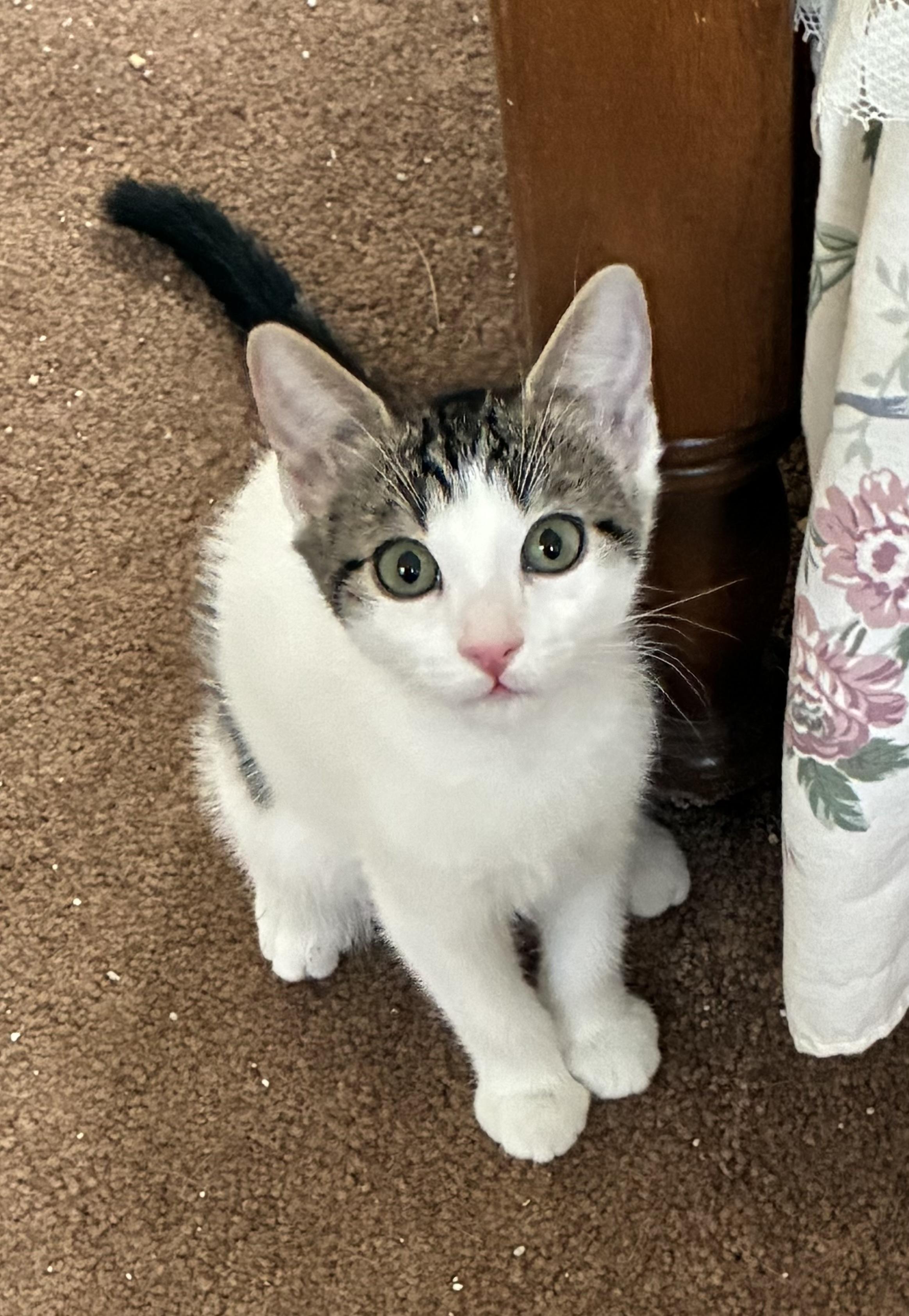 Cookie, a Adoptable Domestic Short Hair in Warwick, RI image 4/6