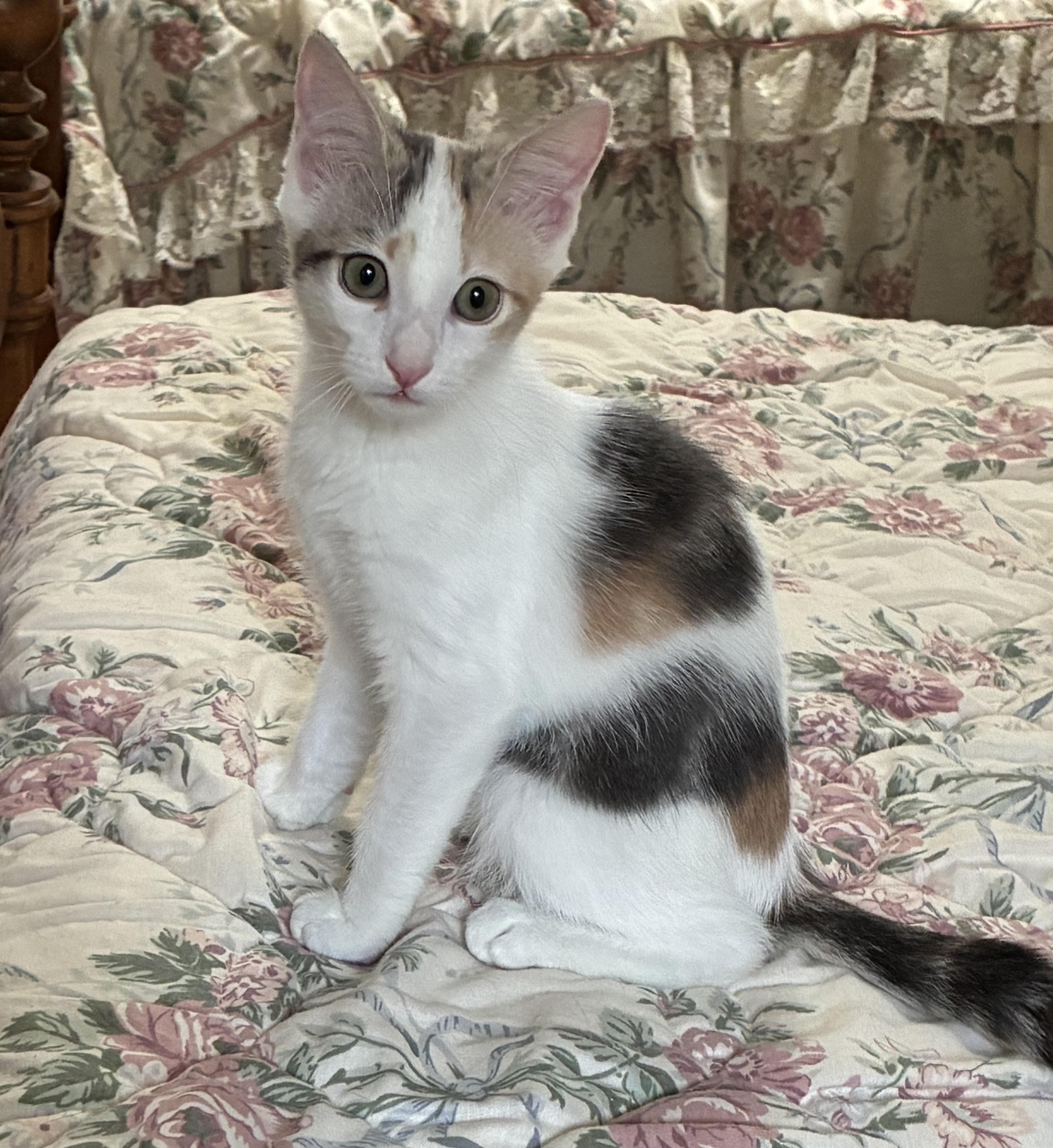 Cookie, a Adoptable Domestic Short Hair in Warwick, RI image 5/6