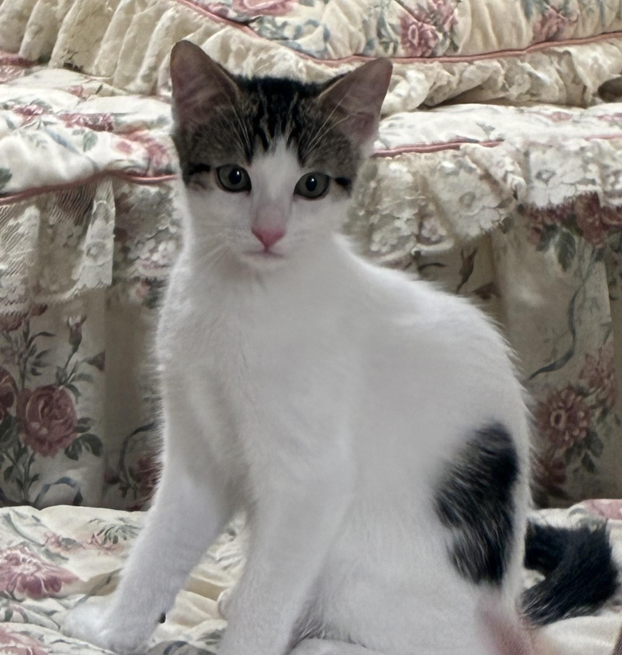 Cookie, a Adoptable Domestic Short Hair in Warwick, RI image 1/6