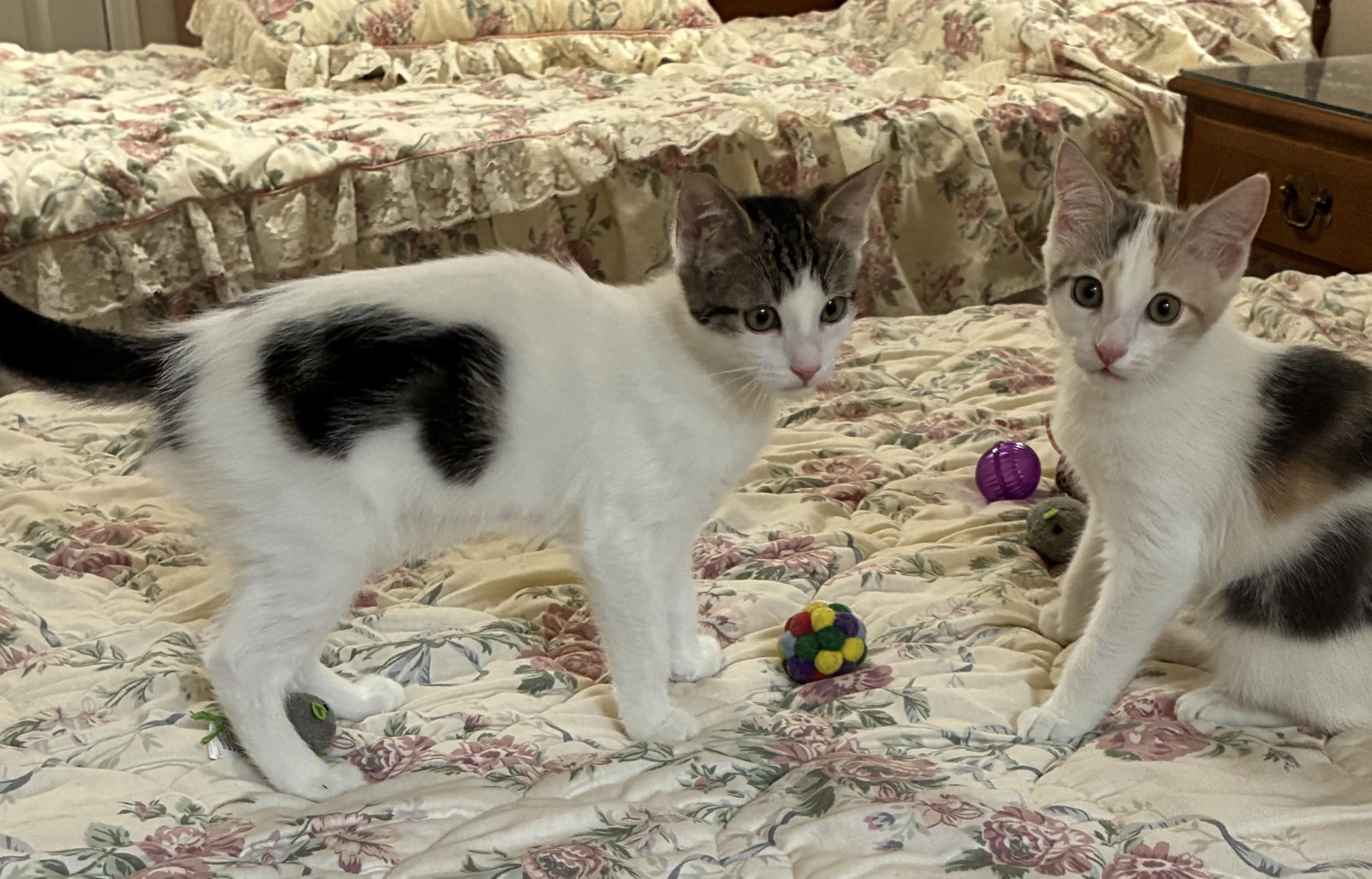 Cookie, a Adoptable Domestic Short Hair in Warwick, RI image 2/6