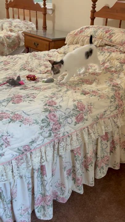 Enlarge Cookie, a Adoptable Domestic Short Hair in Warwick, RI video 6/6