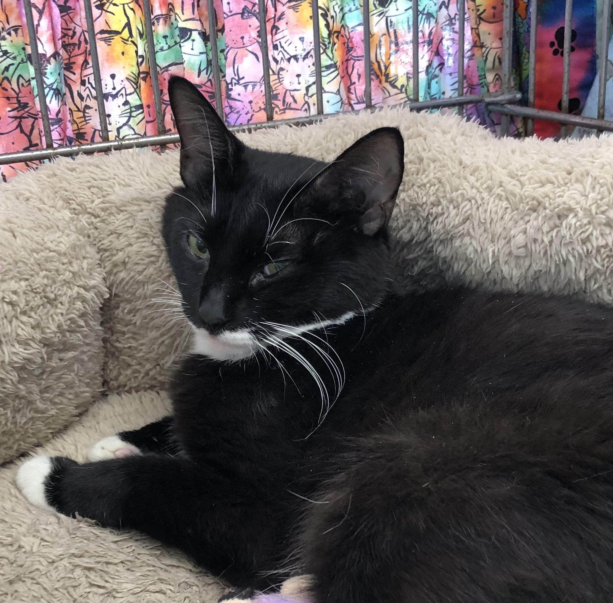 Enlarge Alley, a Adoptable Domestic Short Hair in Parma, OH image 1/2
