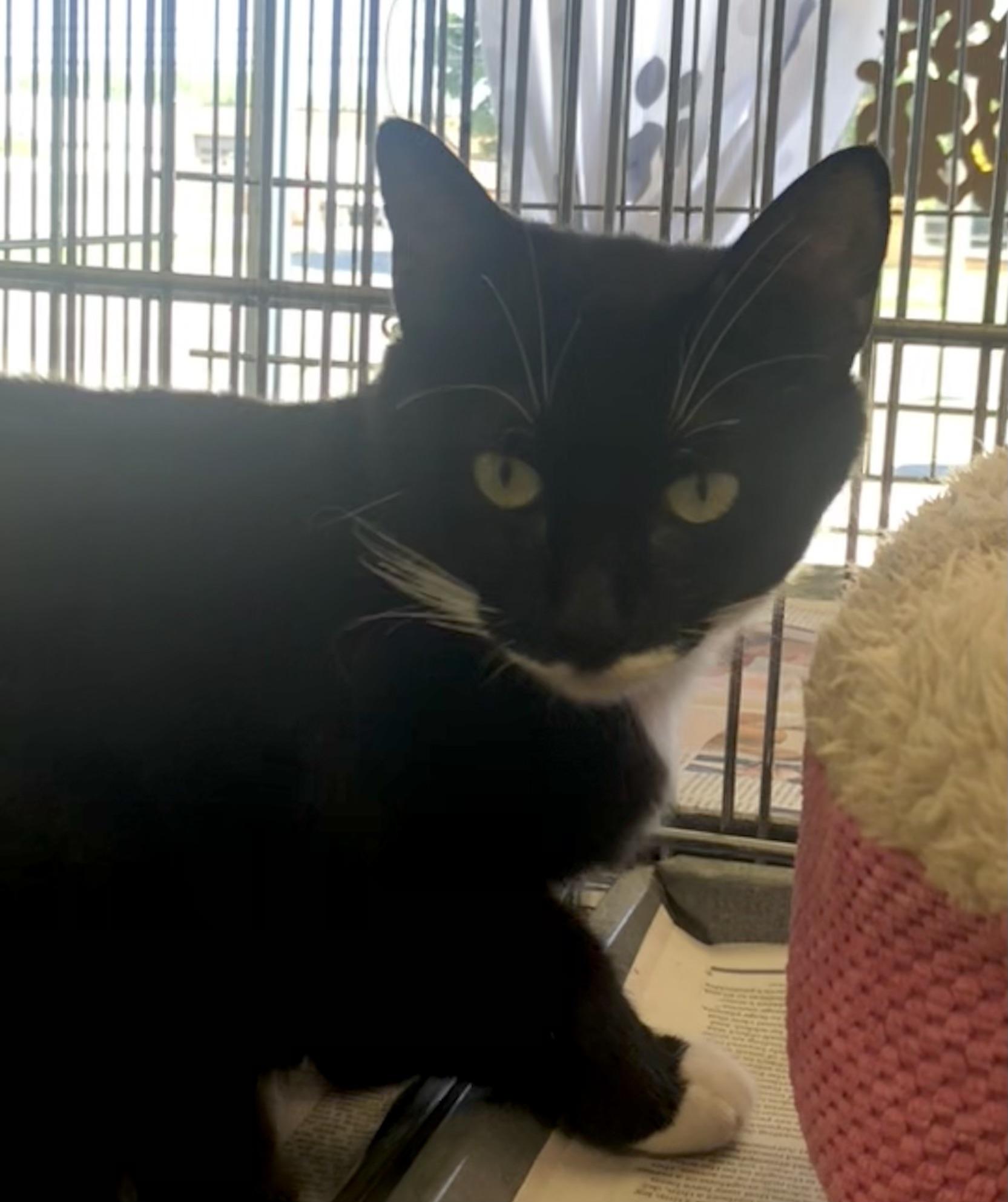 Enlarge Alley, a Adoptable Domestic Short Hair in Parma, OH image 2/2