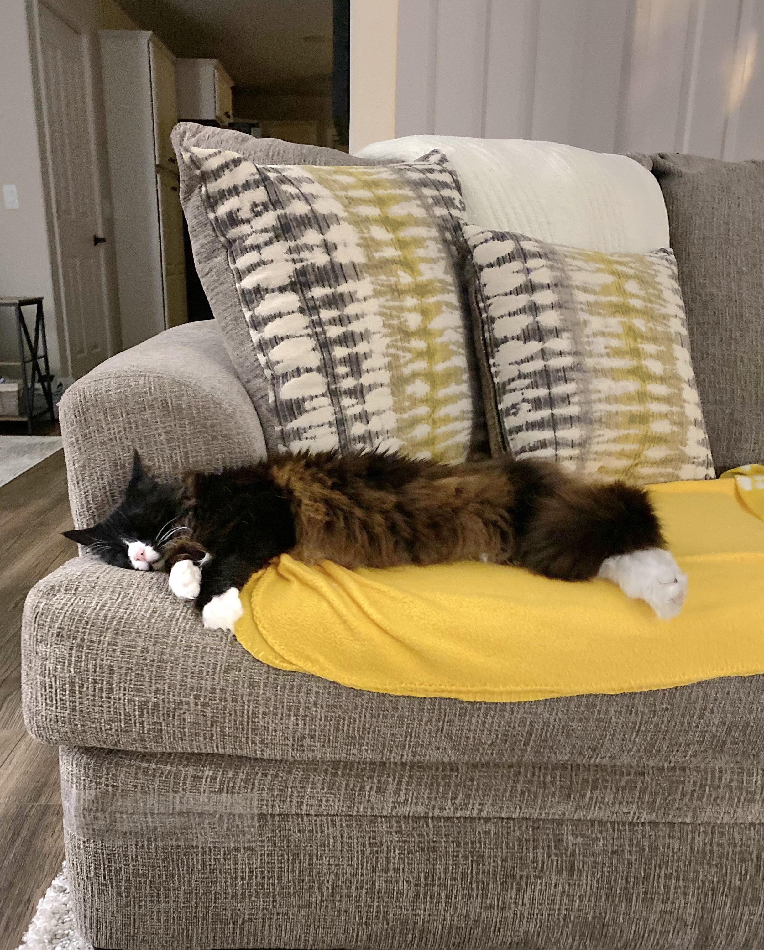 Enlarge Princess - Gorgeous long hair tuxedo/calico, a Adoptable Domestic Long Hair in Franklin, WI image 4/6