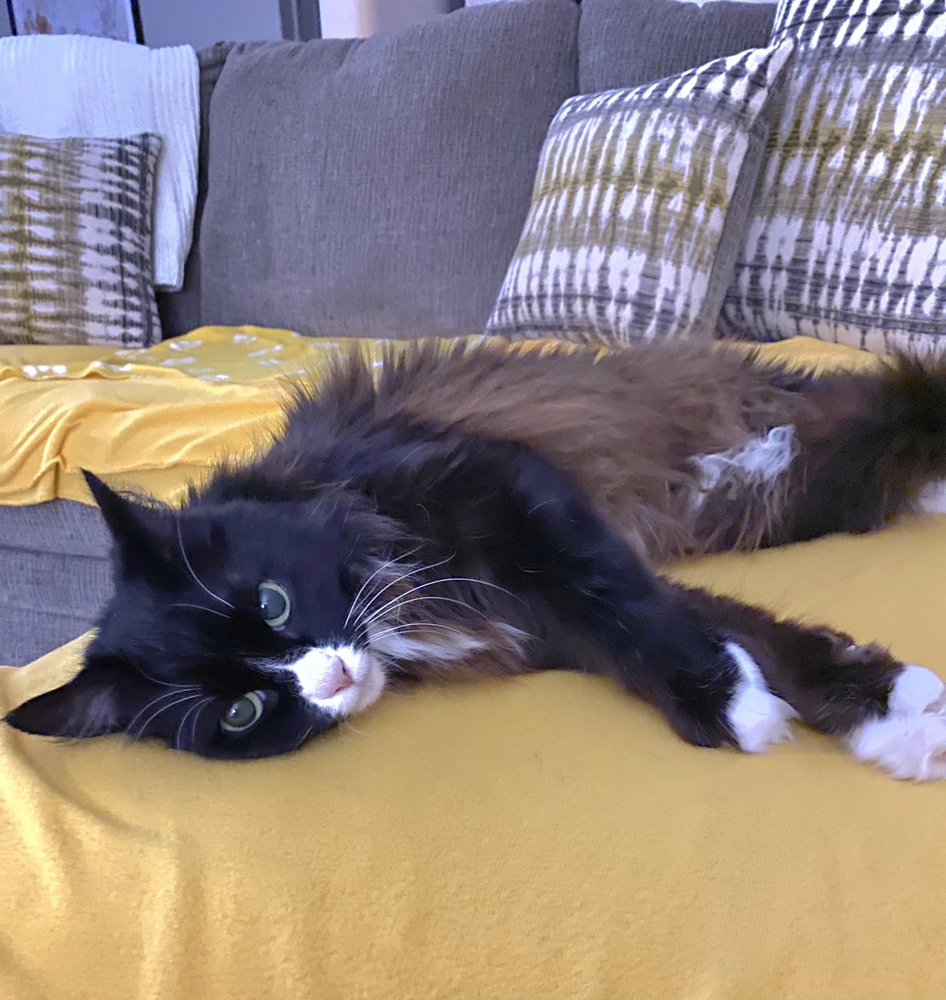 Enlarge Princess - Gorgeous long hair tuxedo/calico, a Adoptable Domestic Long Hair in Franklin, WI image 5/6