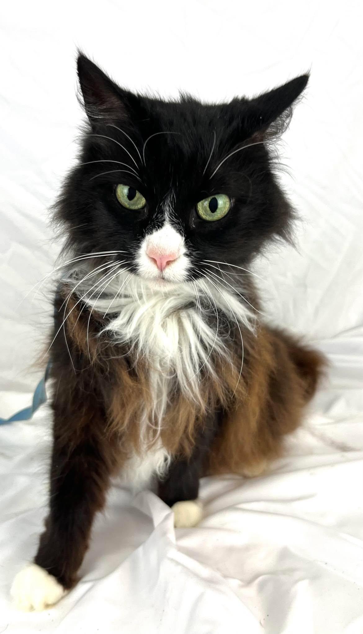 Enlarge Princess - Gorgeous long hair tuxedo/calico, a Adoptable Domestic Long Hair in Franklin, WI image 6/6