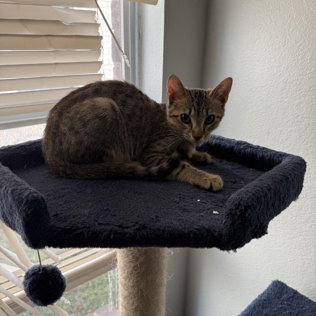 Rogue — thumbnail 2