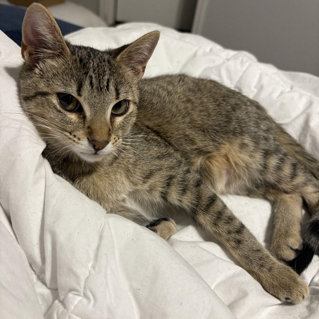 Rogue — thumbnail 3