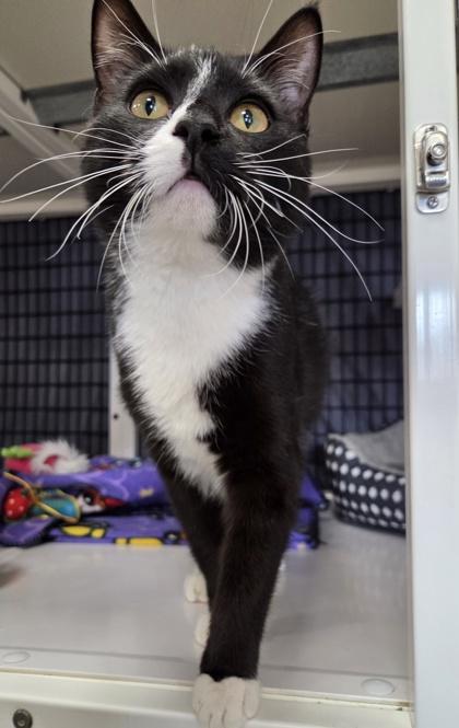 Pugsley, Adoptable, Kitten Male Domestic Short Hair & Domestic Short Hair.