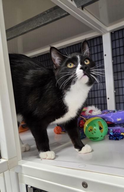 Enlarge Pugsley, a Adoptable mixed breed in Neenah, WI image 2/3