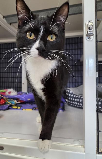 Enlarge Pugsley, a Adoptable mixed breed in Neenah, WI image 3/3