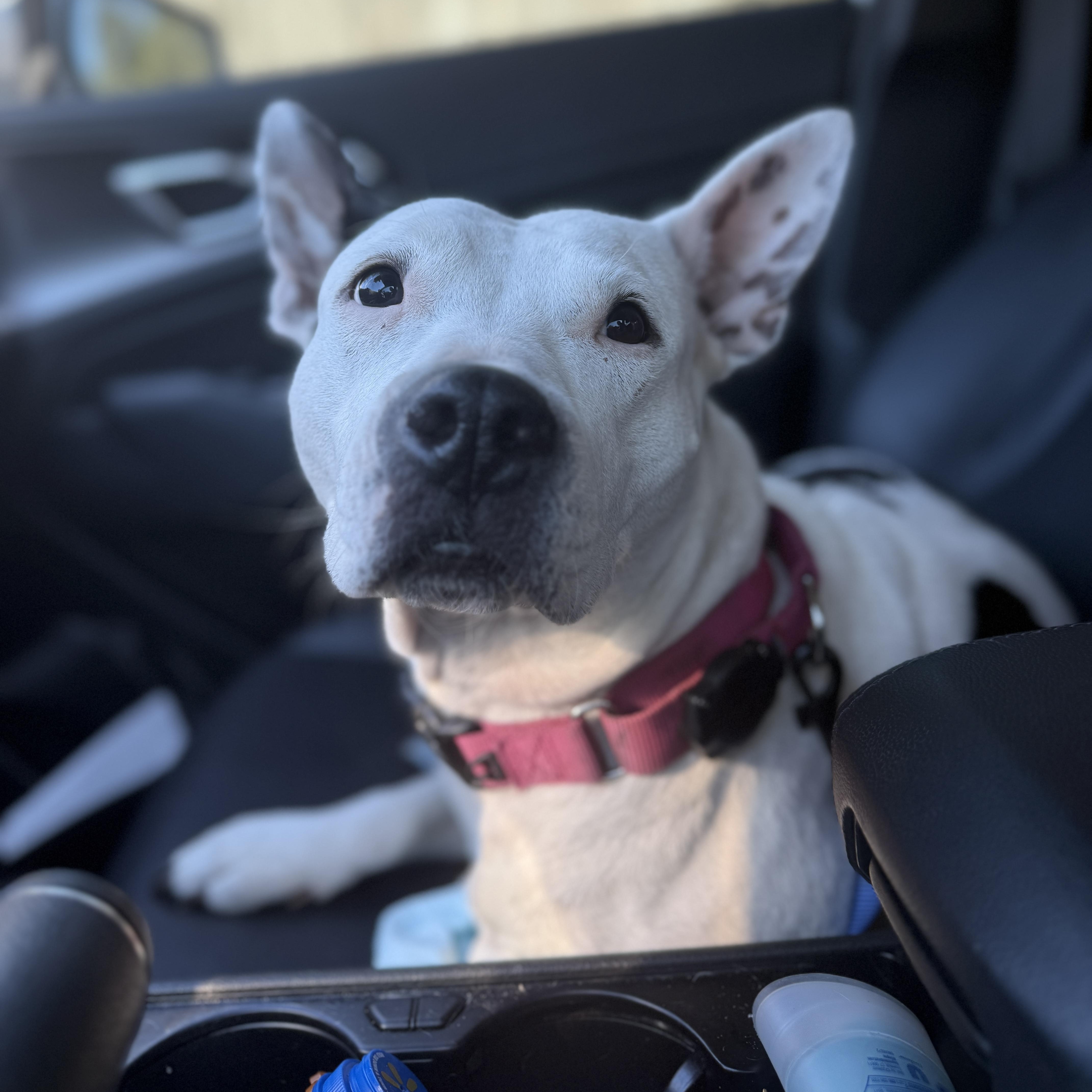 Perdita , ADOPTABLE, Adult Female American Staffordshire Terrier & Bull Terrier.