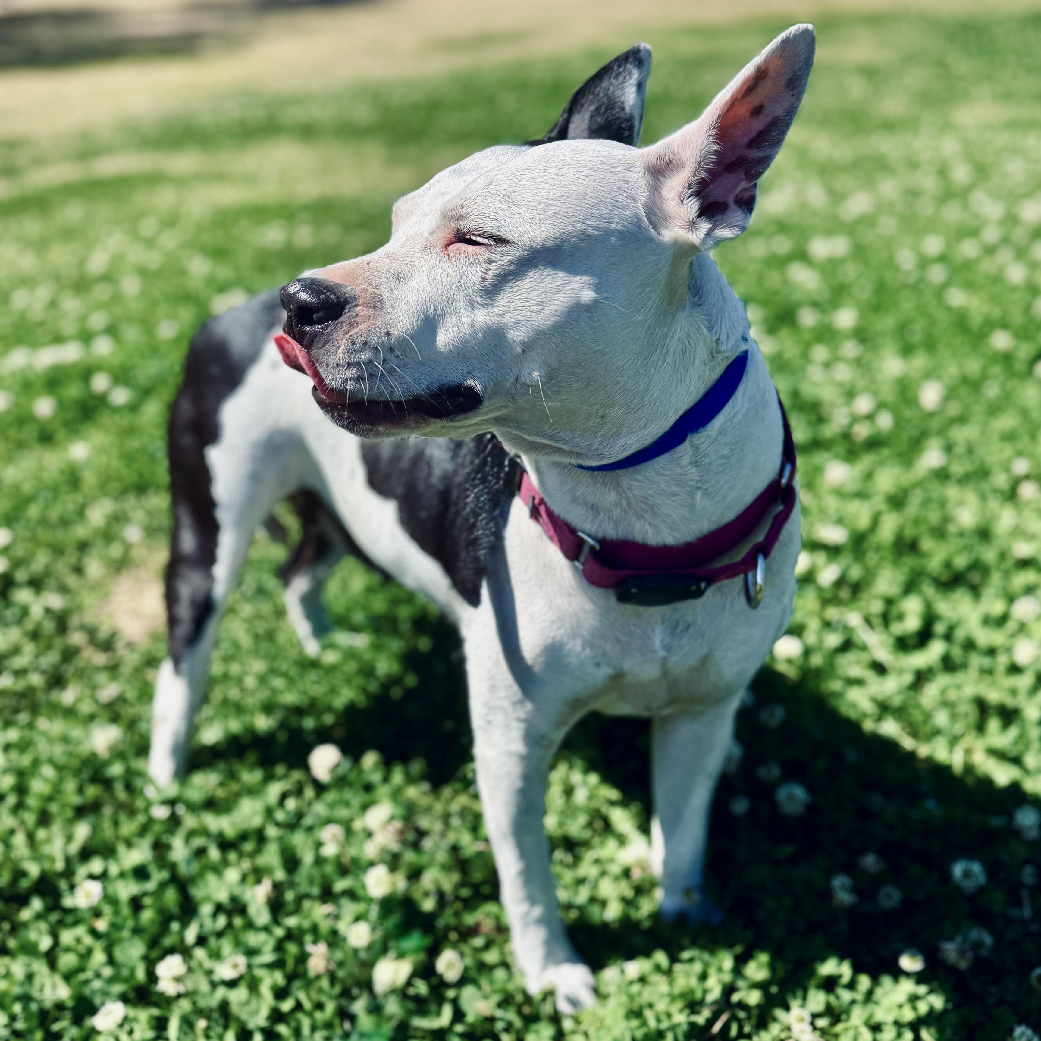 Enlarge Perdita , a ADOPTABLE mixed breed in Deltona, FL image 1/6