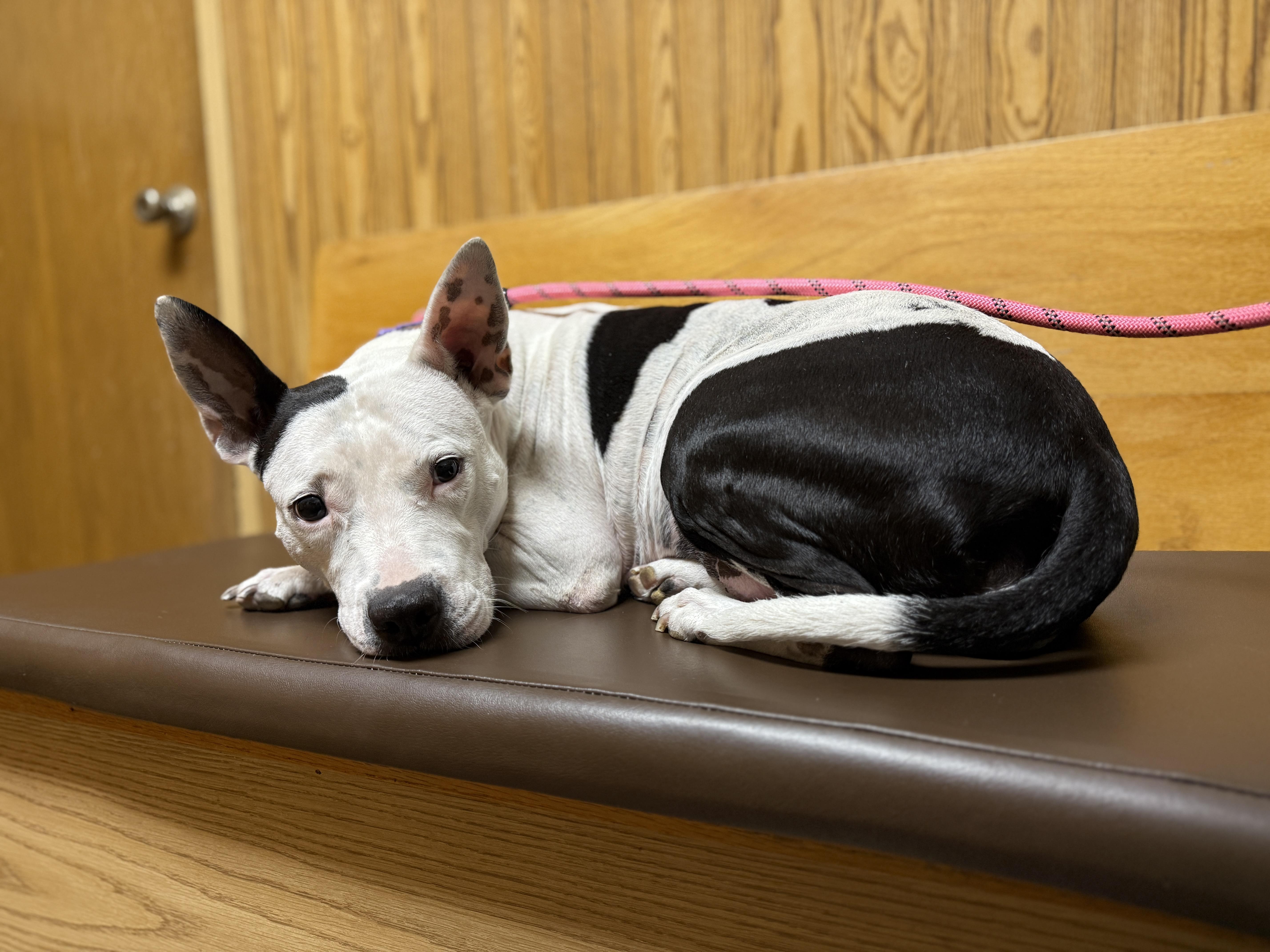 Perdita , a ADOPTABLE mixed breed in Deltona, FL image 3/3