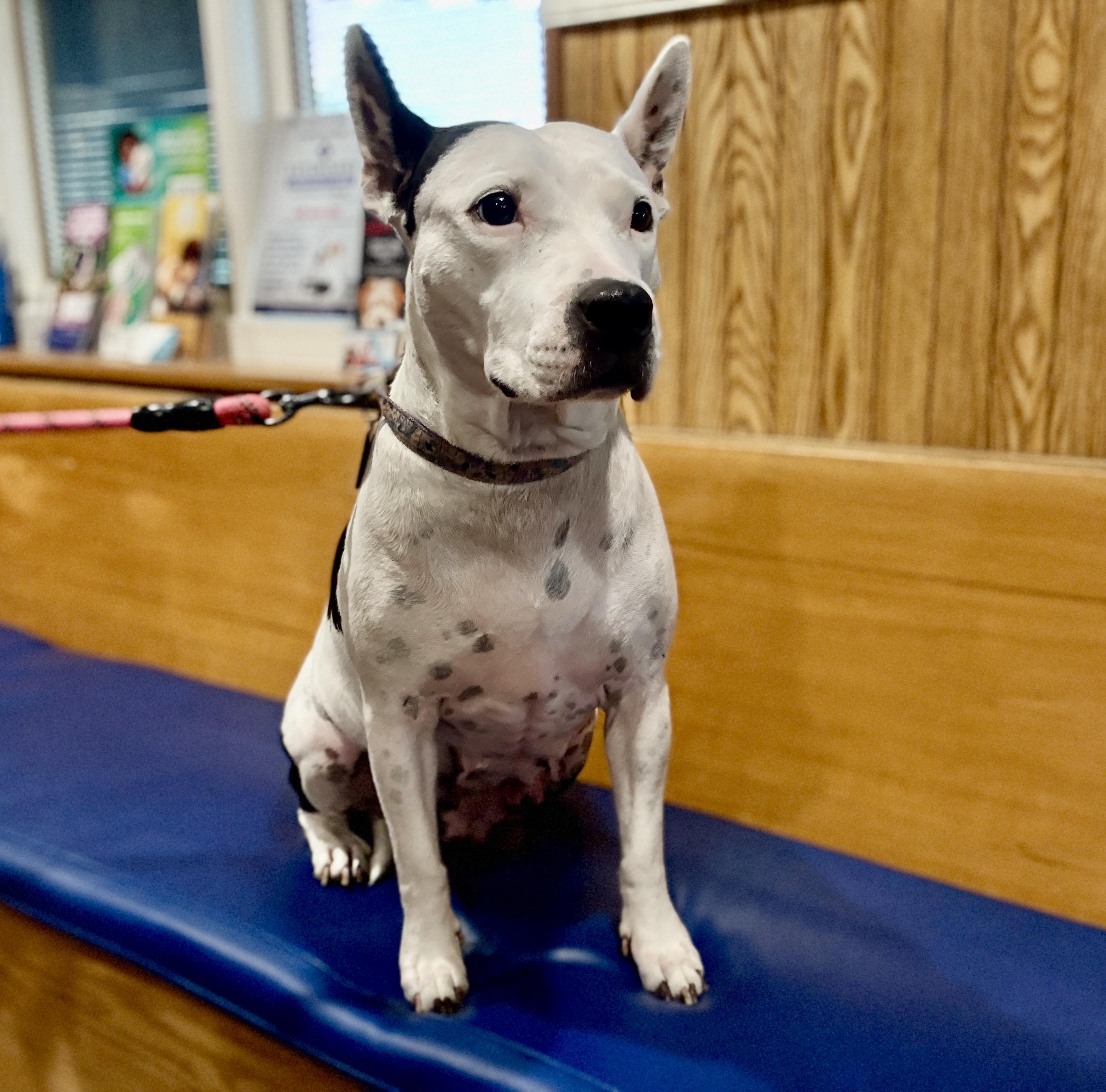 Perdita , a ADOPTABLE mixed breed in Deltona, FL image 2/3