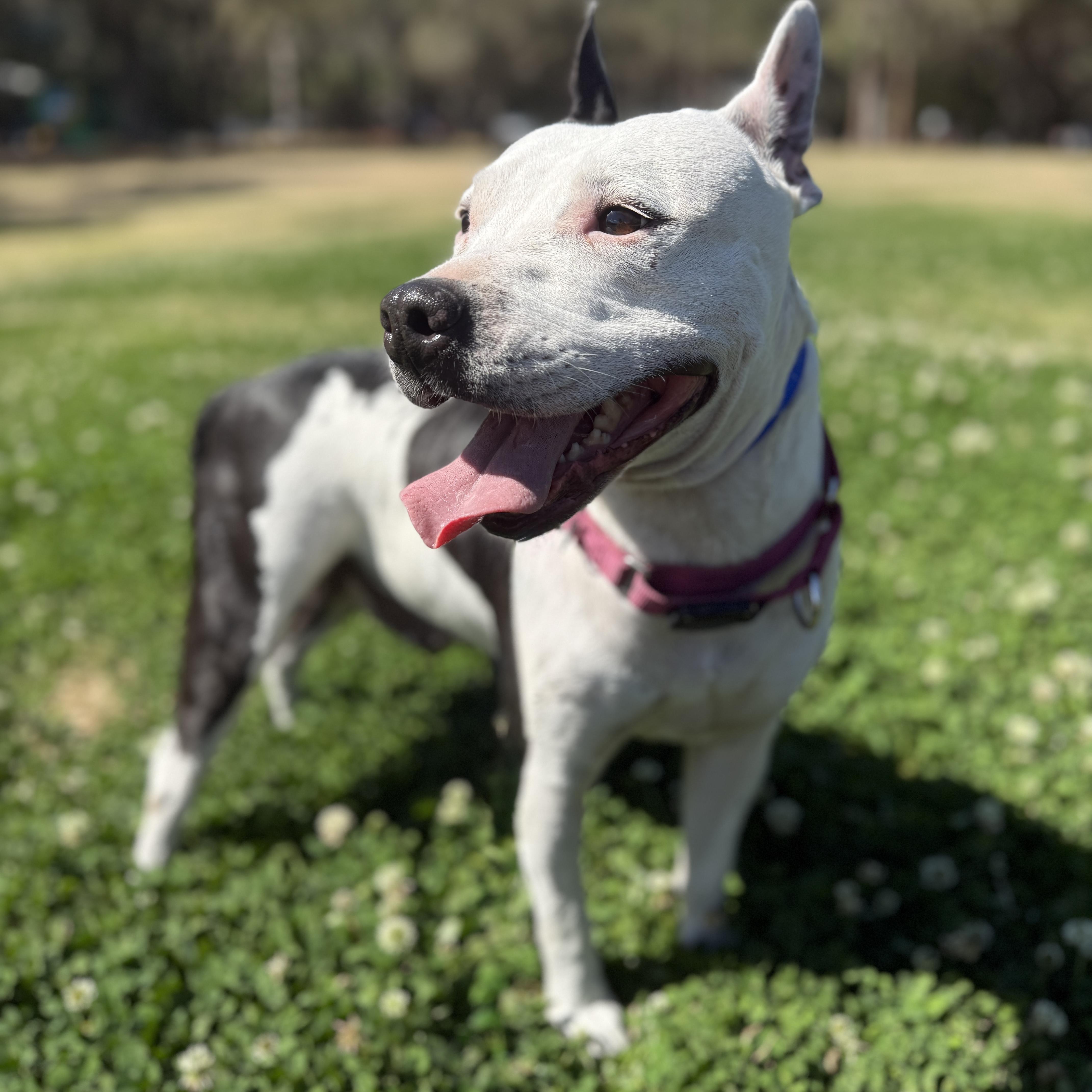 Enlarge Perdita , a ADOPTABLE mixed breed in Deltona, FL image 4/6
