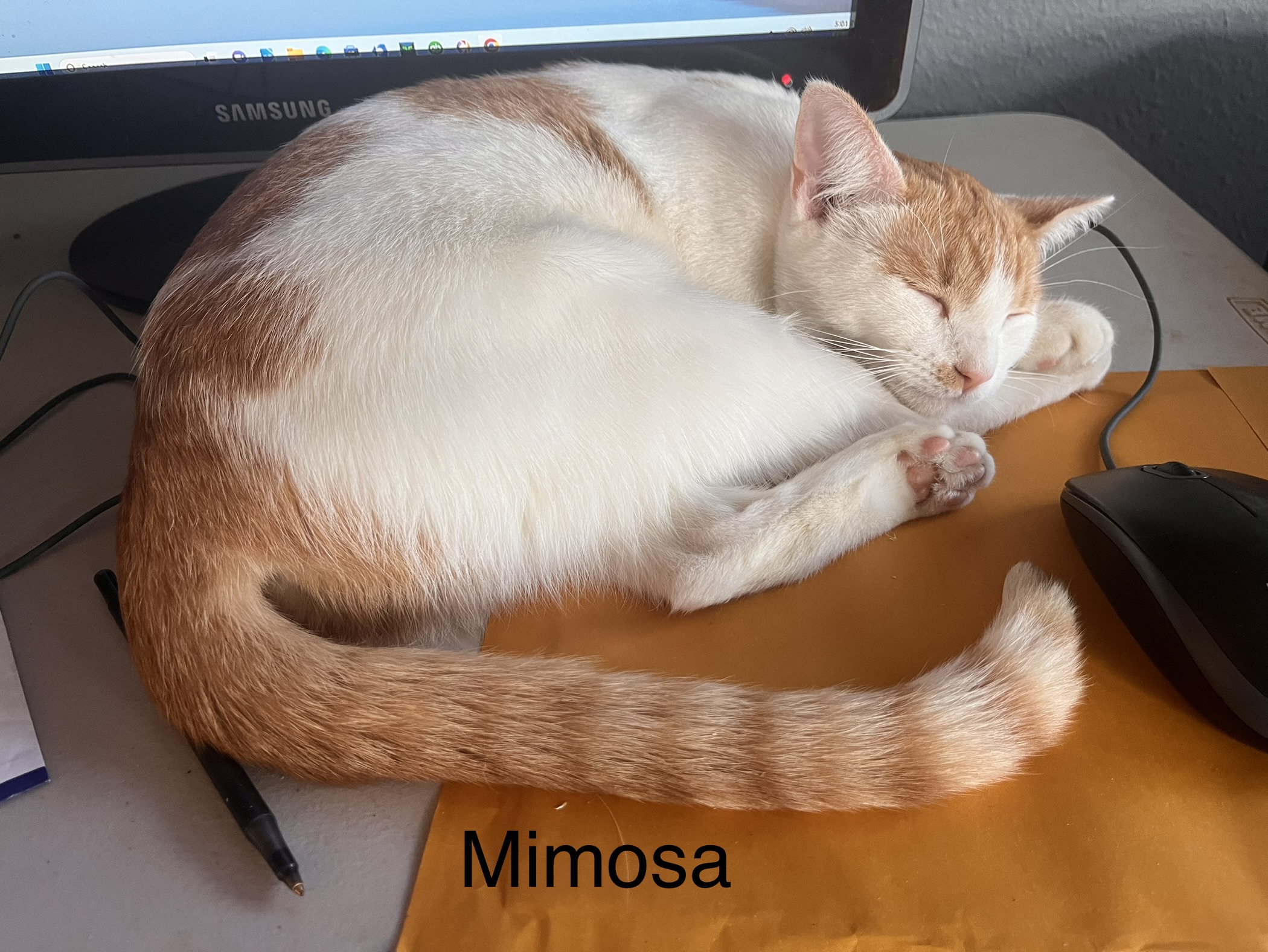 Mimosa , Adoptable, Adult Female Domestic Short Hair & Turkish Van.