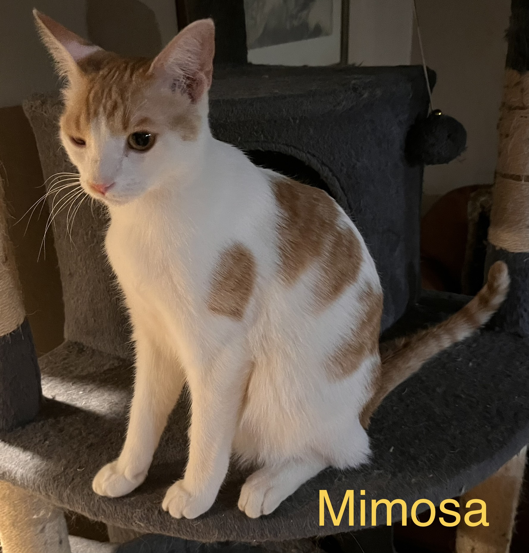 Enlarge Mimosa , a Adoptable mixed breed in Moreno Valley, CA image 4/4