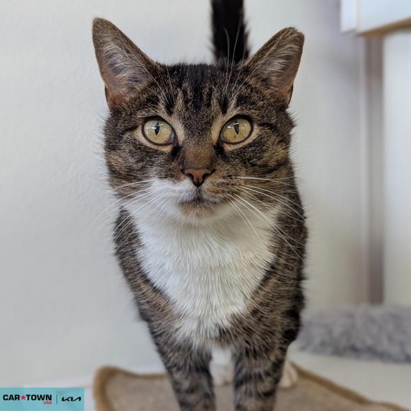 Enlarge Menelaus, a Adoptable mixed breed in Lexington, KY image 1/1