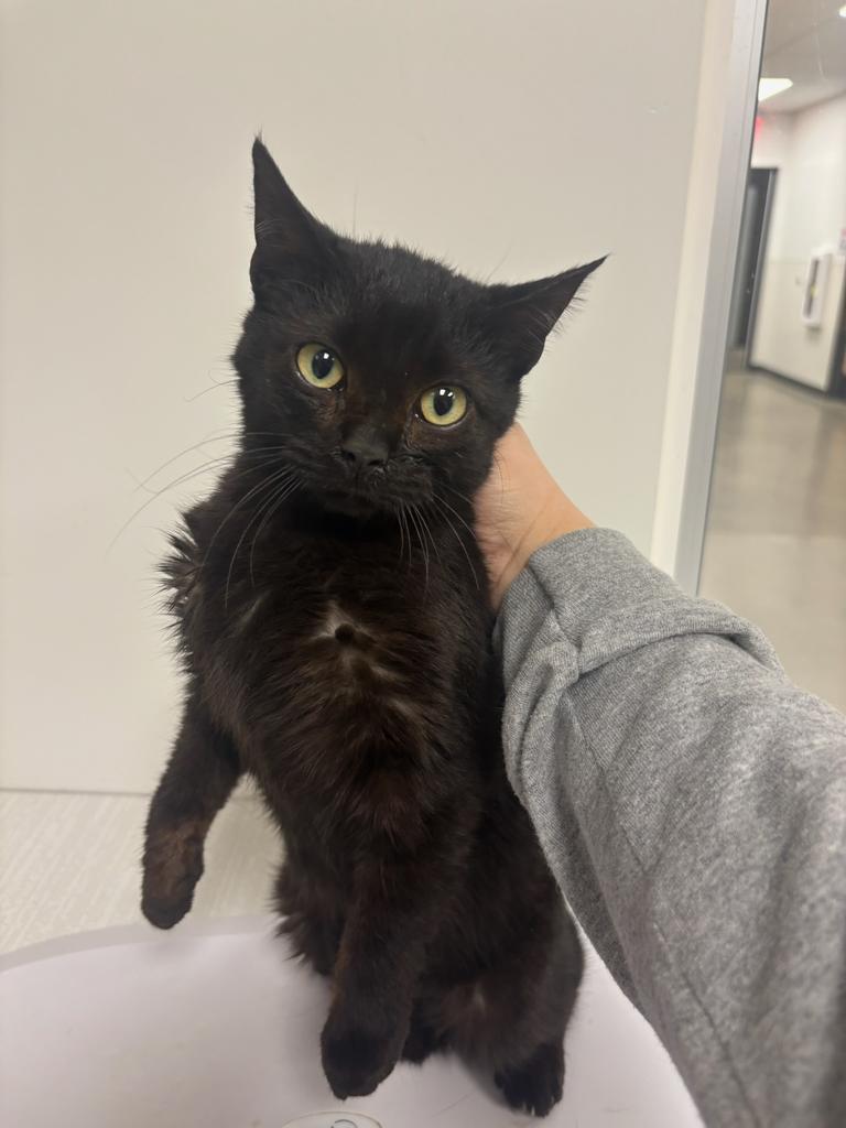 Jerry, Adoptable, Young Male Domestic Short Hair.