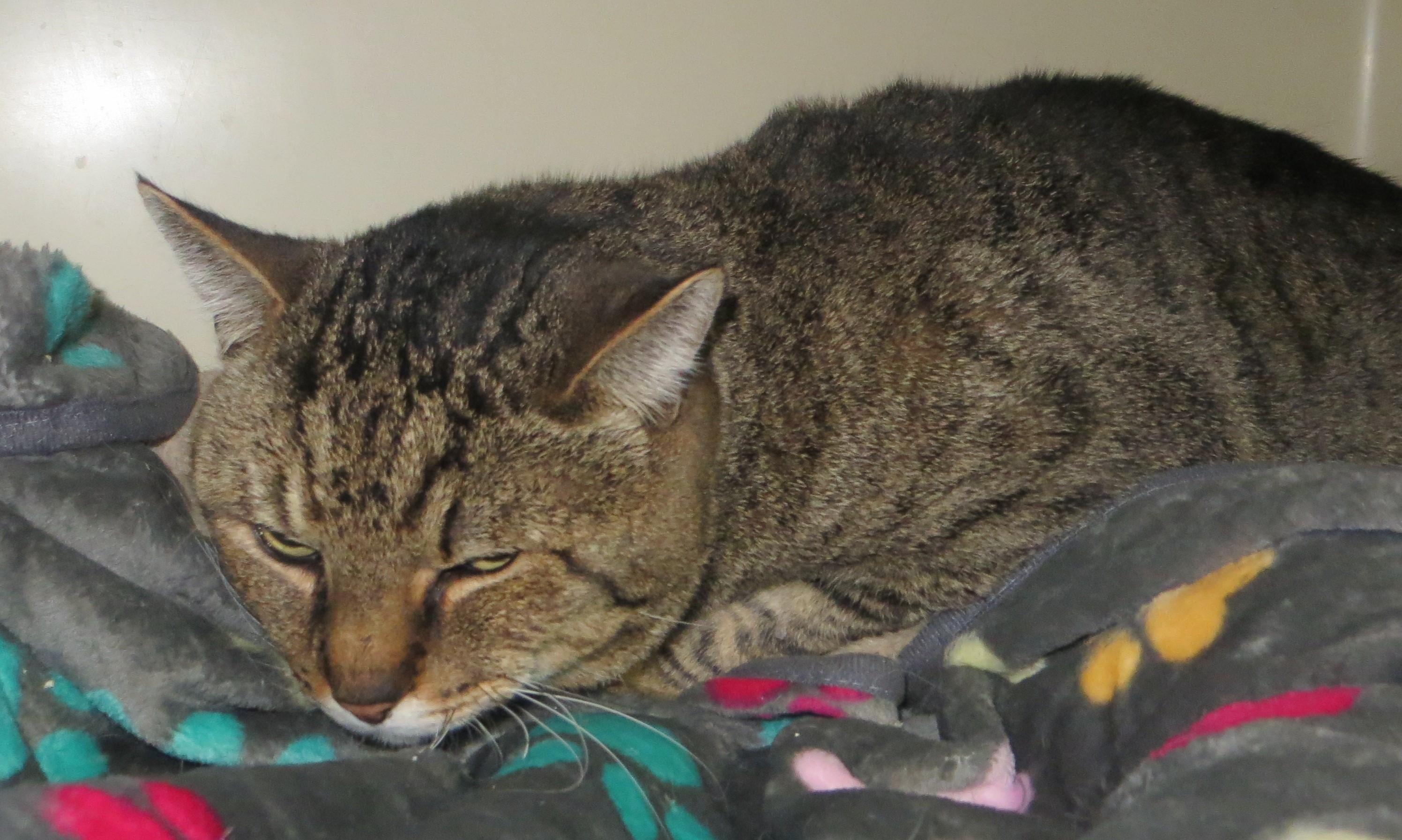 Enlarge CLYDE, a ADOPTABLE mixed breed in Taunton, MA image 4/6