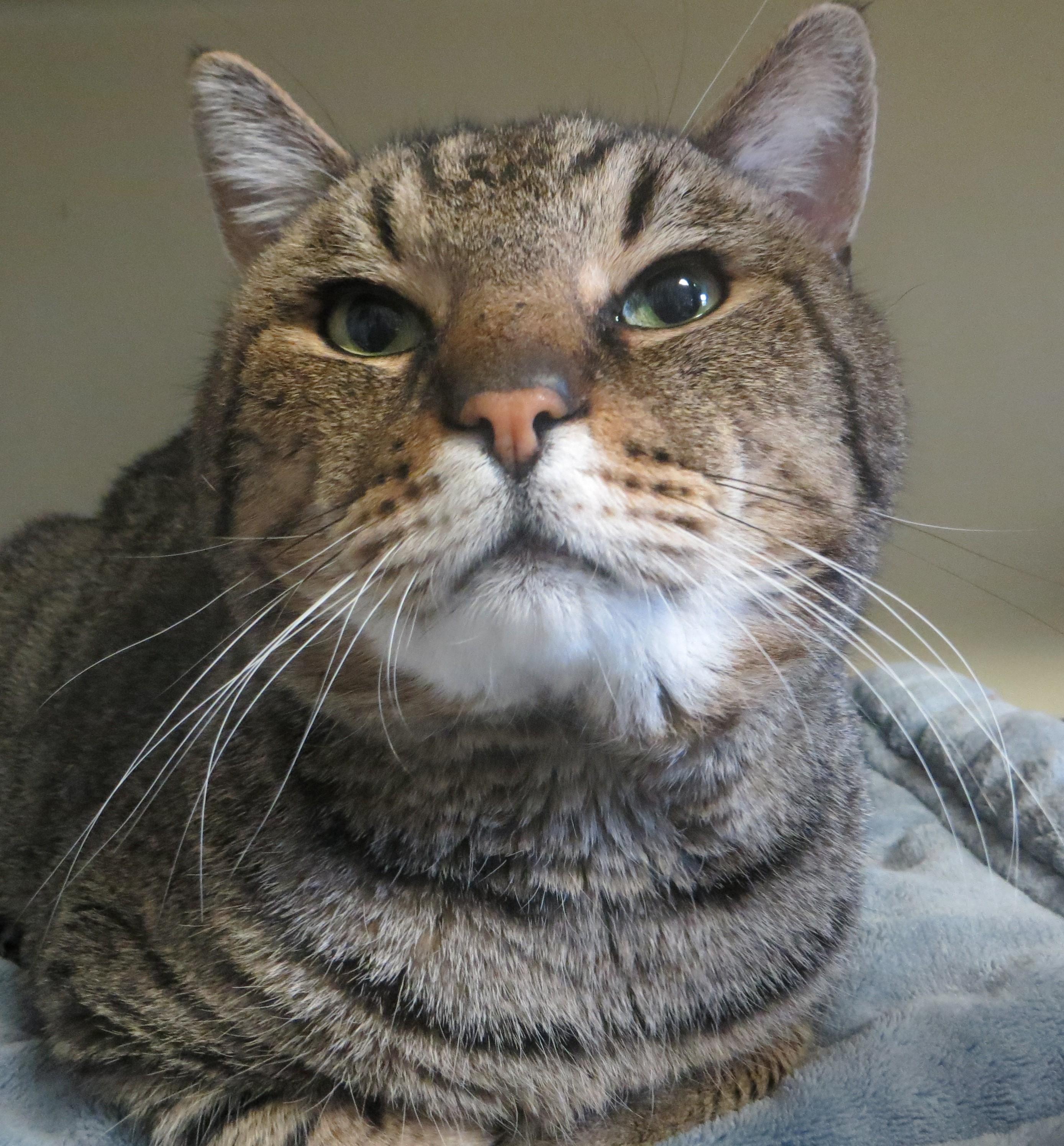 Enlarge CLYDE, a ADOPTABLE mixed breed in Taunton, MA image 5/6