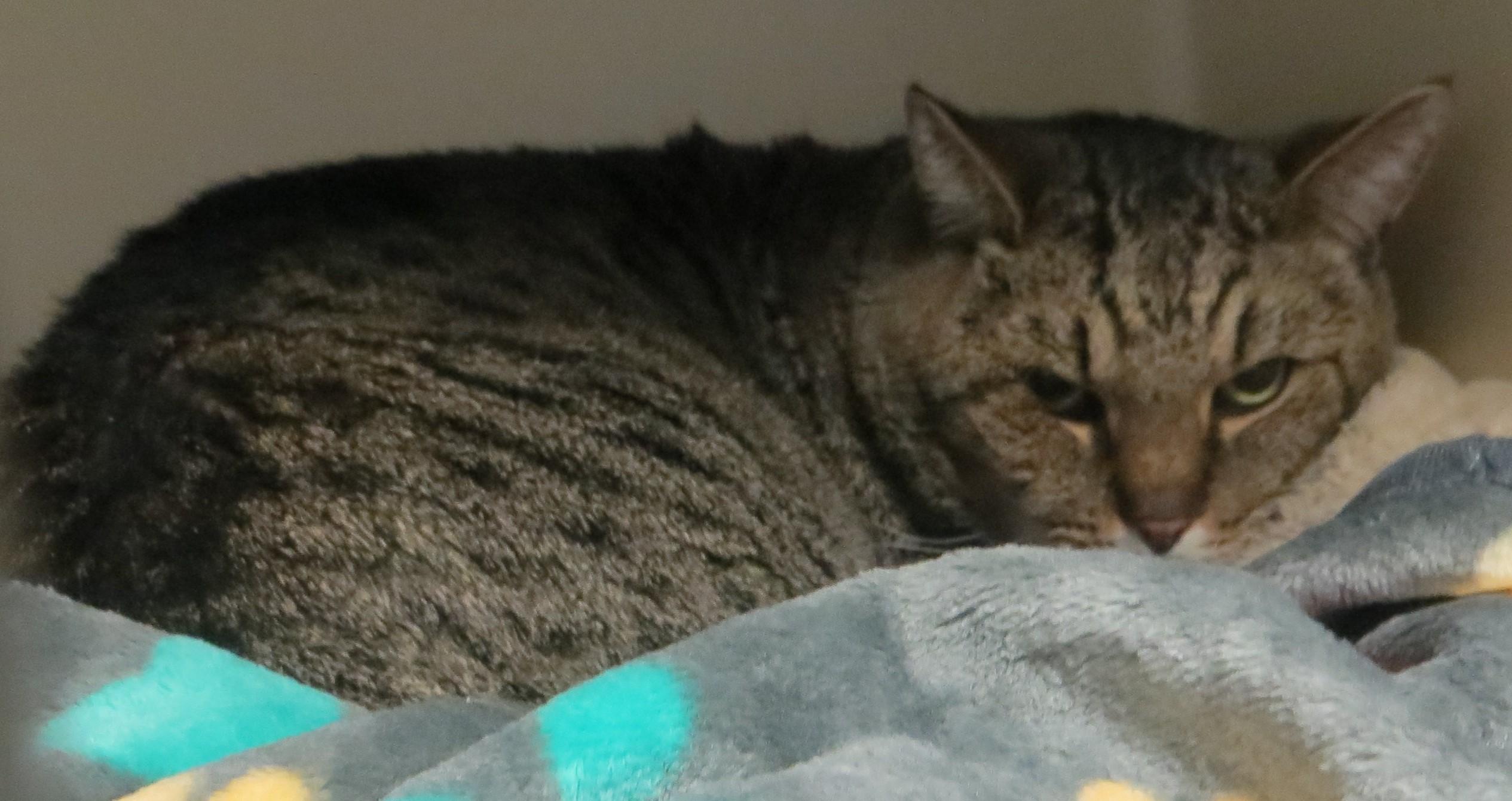 Enlarge CLYDE, a ADOPTABLE mixed breed in Taunton, MA image 3/6