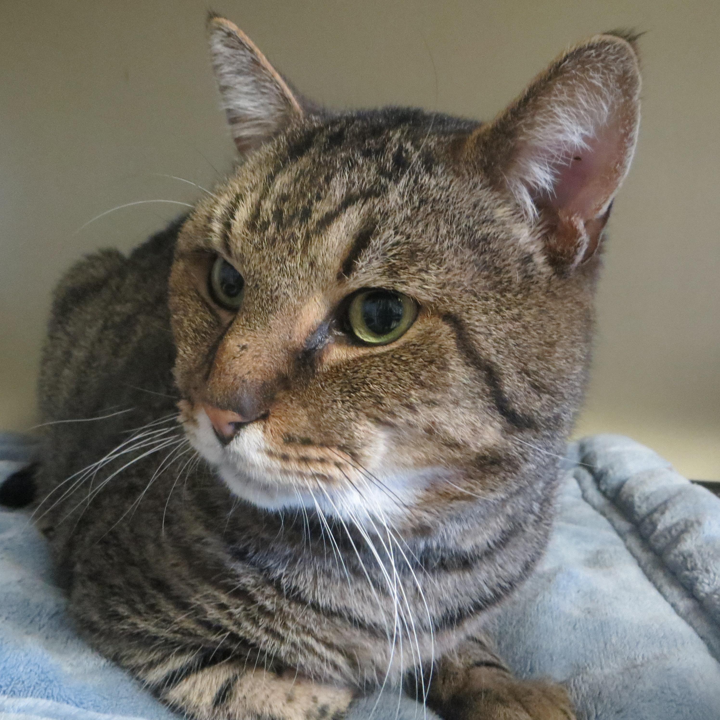 Enlarge CLYDE, a ADOPTABLE mixed breed in Taunton, MA image 1/6