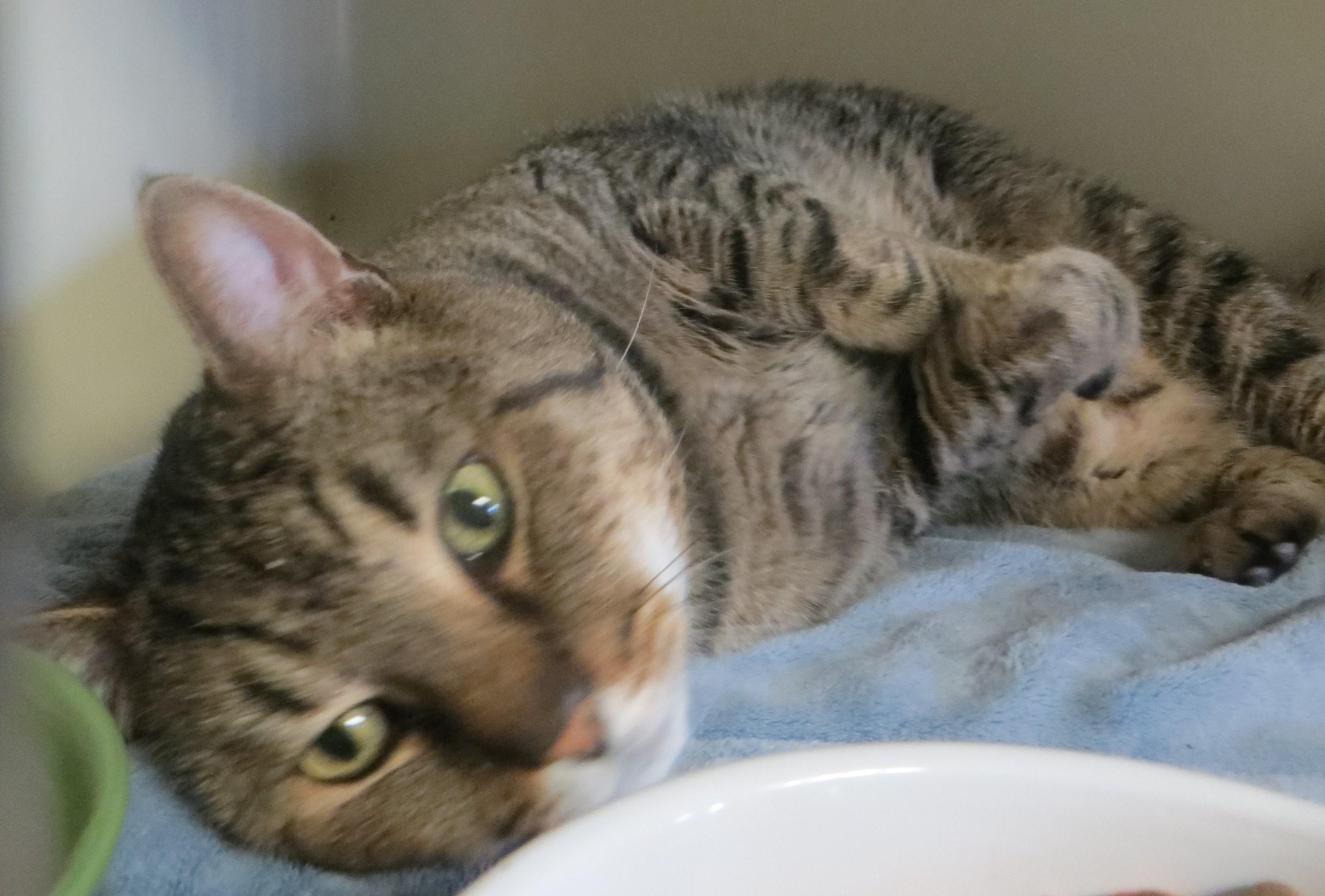 Enlarge CLYDE, a ADOPTABLE mixed breed in Taunton, MA image 6/6