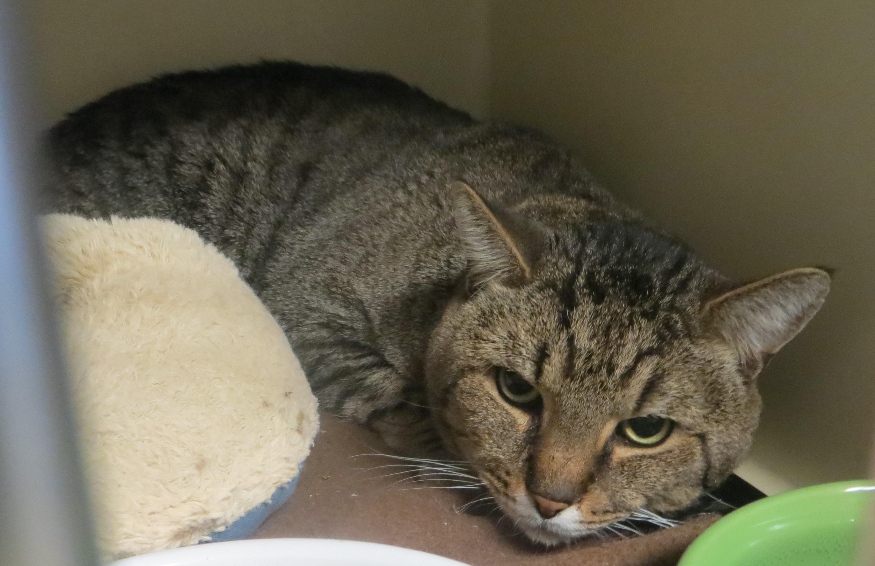 Enlarge CLYDE, a ADOPTABLE mixed breed in Taunton, MA image 2/6