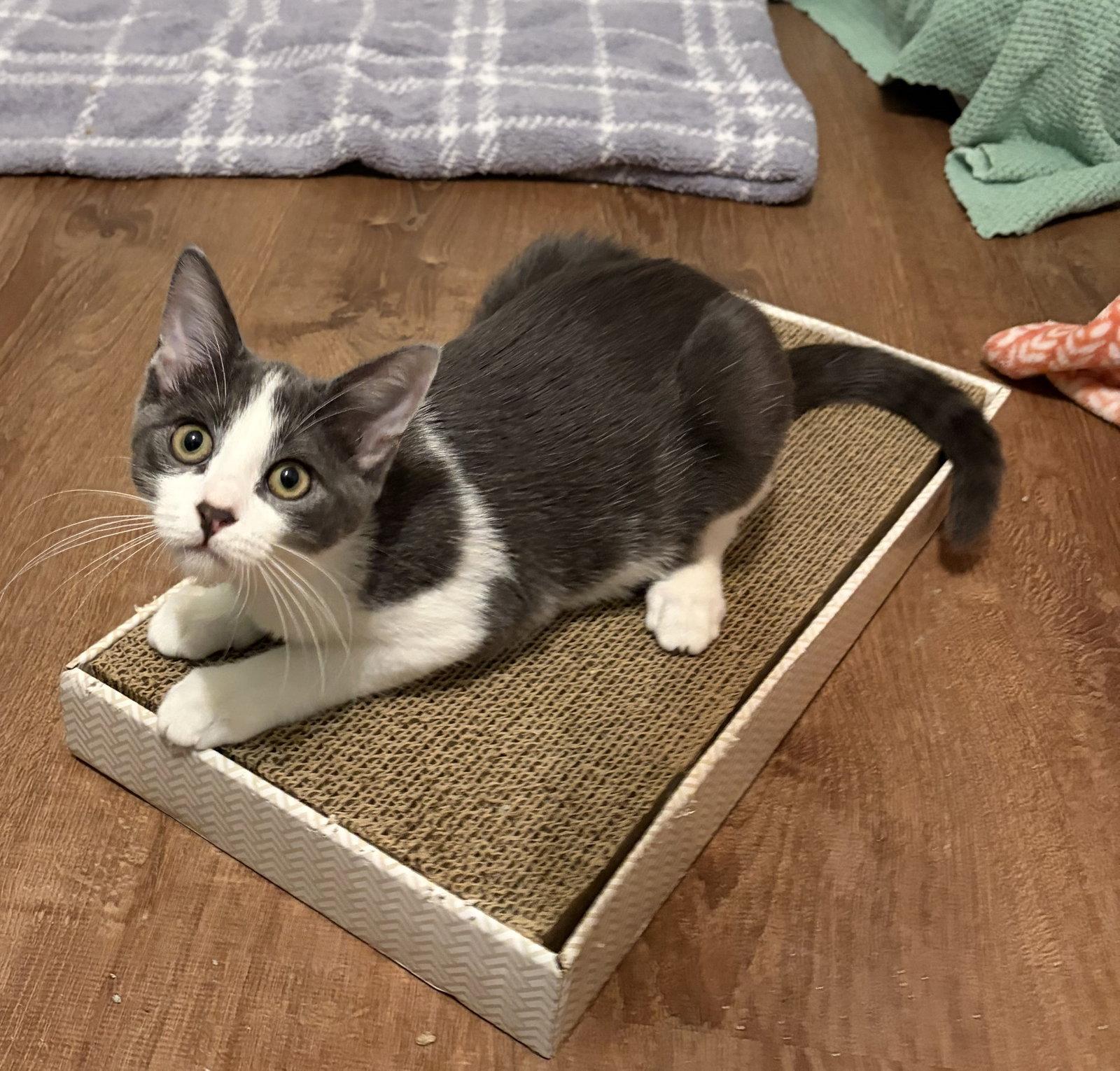 Bennie, Adoptable, Young Male Domestic Short Hair.