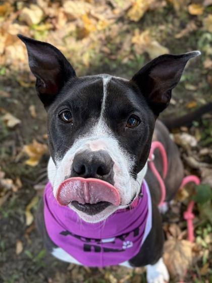 Enlarge Izzie - Name Your Own Adoption Fee, a Adoptable mixed breed in Jefferson, WI image 2/4