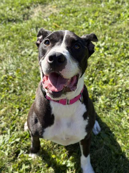 Enlarge Izzie - Name Your Own Adoption Fee, a Adoptable mixed breed in Jefferson, WI image 4/4