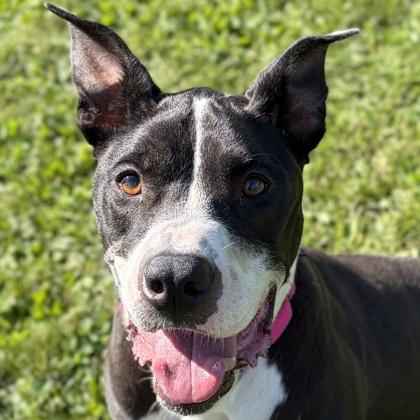 Enlarge Izzie - Name Your Own Adoption Fee, a Adoptable mixed breed in Jefferson, WI image 3/4