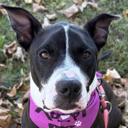 Enlarge Izzie - Name Your Own Adoption Fee, a Adoptable mixed breed in Jefferson, WI image 1/4