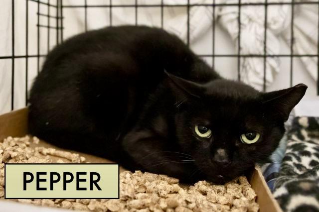 Pepper
